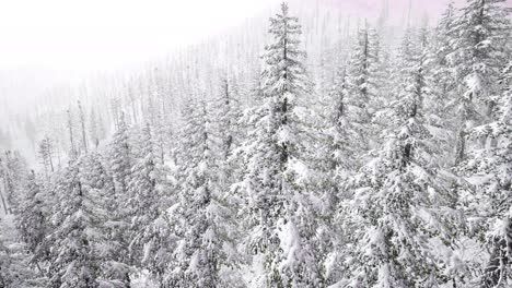 Aéreo-árboles-Nevados-Paisaje